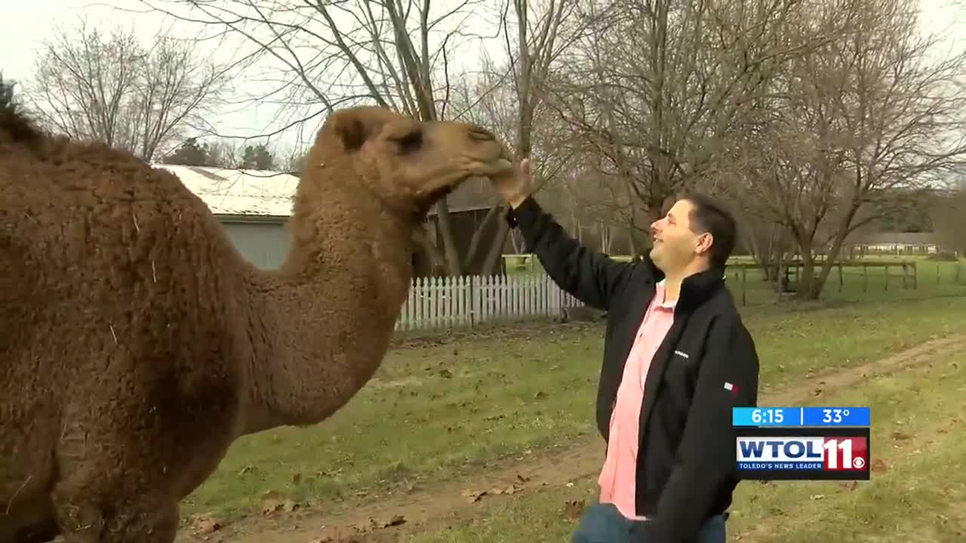 Scooby the camel takes over the streets of Toledo