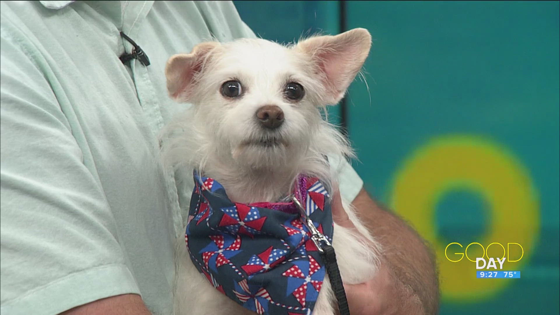 Meet Snowball! | Good Day on WTOL 11 | wtol.com