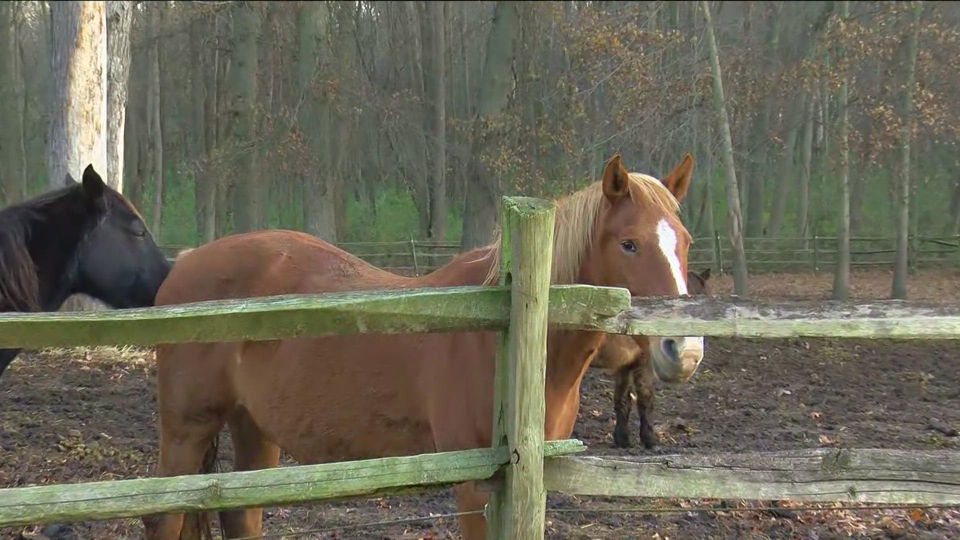 Founder of H.O.O.V.E.S., Amanda Held, talks how this ranch supports veterans' recoveries. 