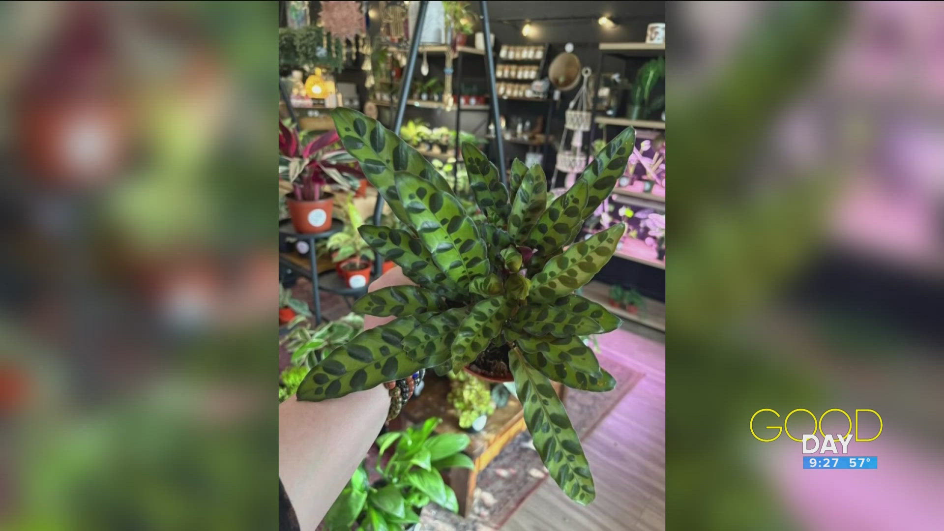 money trees plant shop Money Tree  Urban Botany