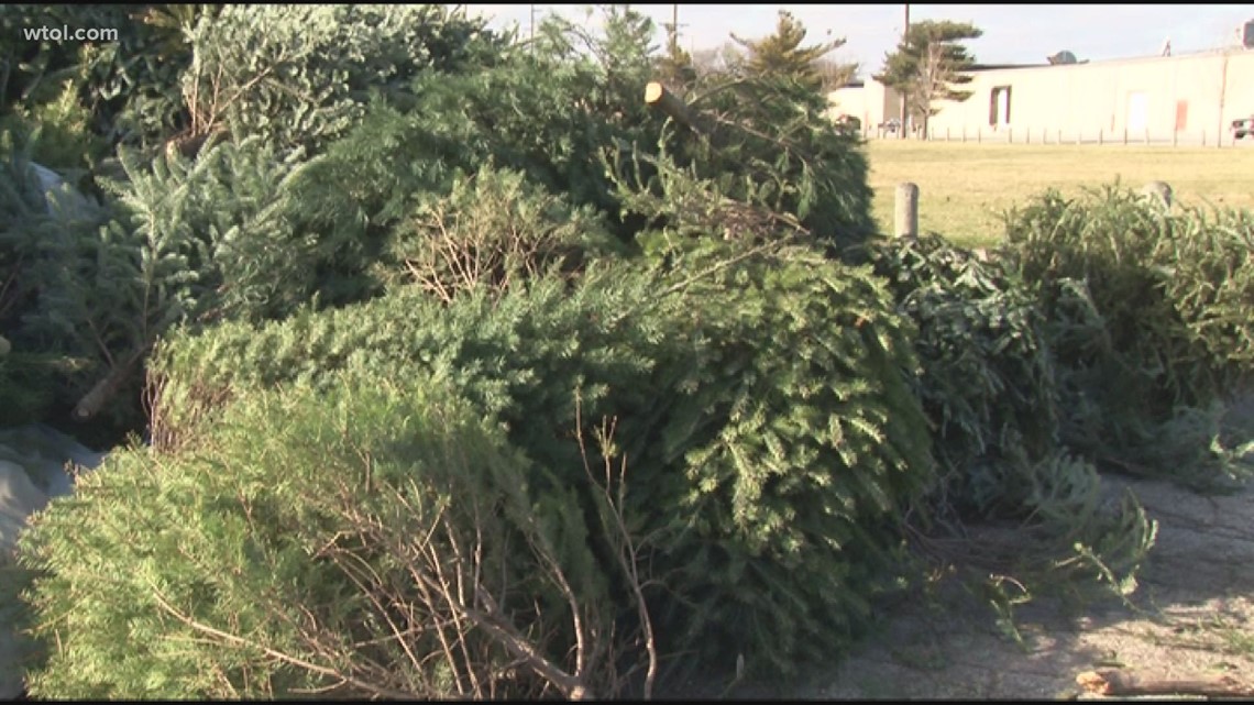 How do I recycle my Christmas tree in northwest Ohio?