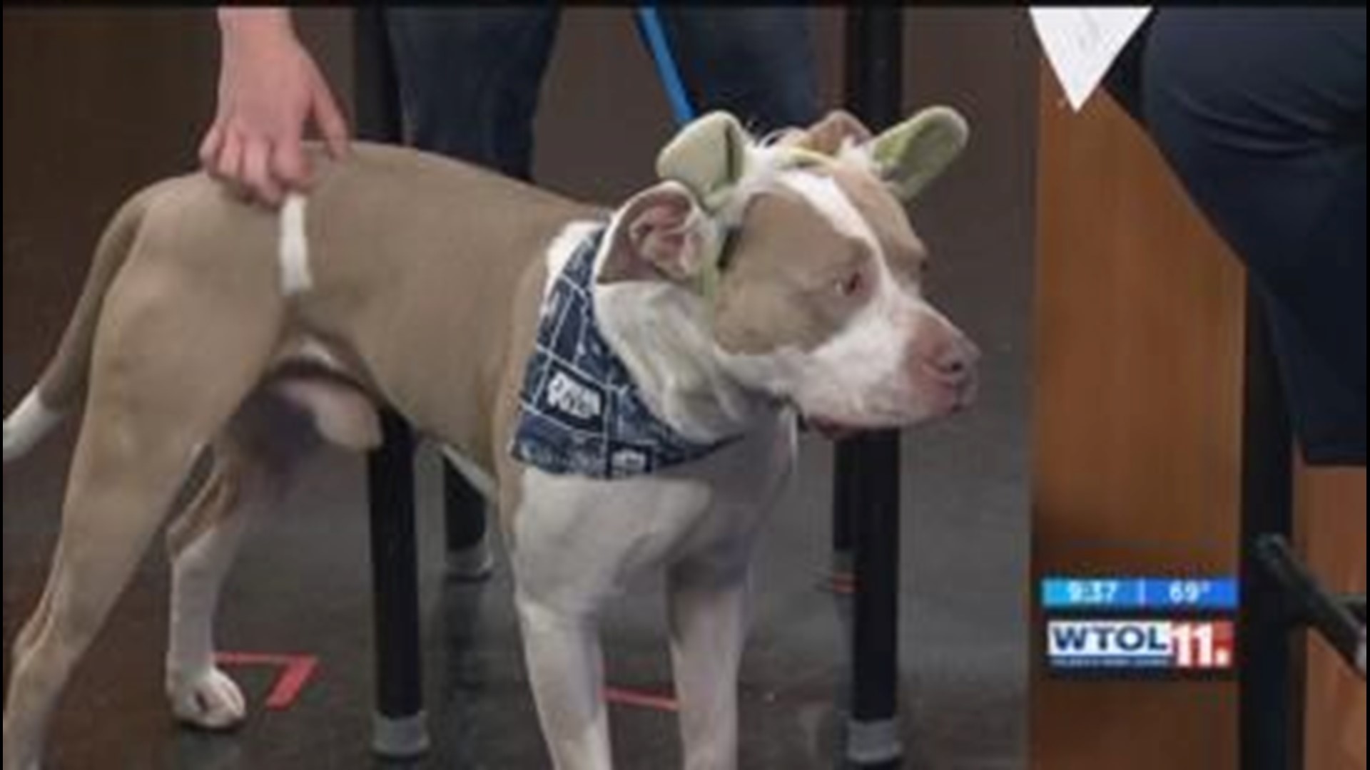 LCCCC introduces you to Bean,a dog looking for his forever home
