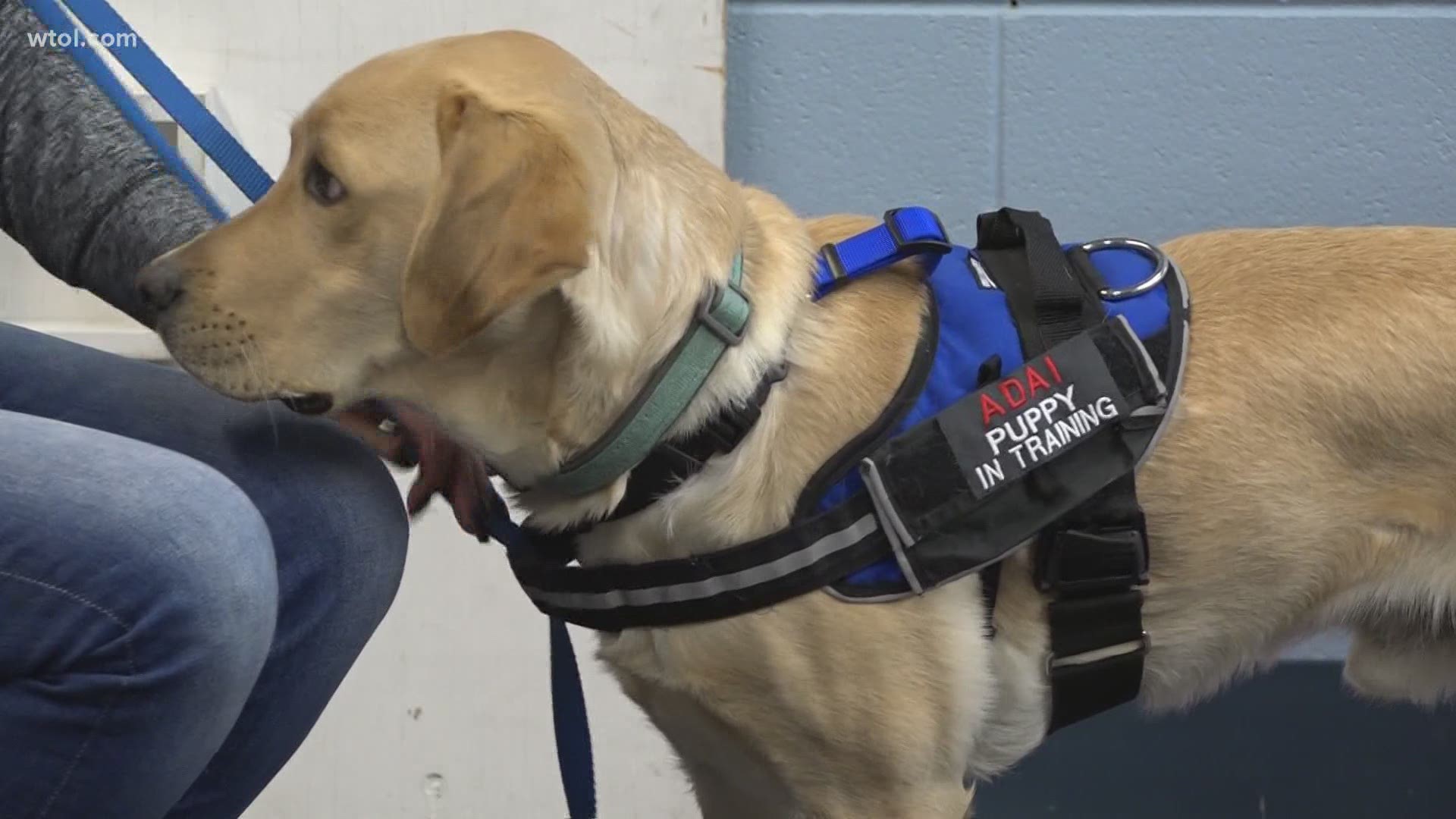 Since the onset of the COVID-19 pandemic, it has become more difficult to house service dogs in training.