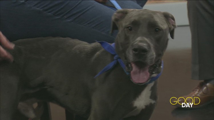 Meet Wiggles and bring some much-needed energy into your life | Good Day on WTOL 11
