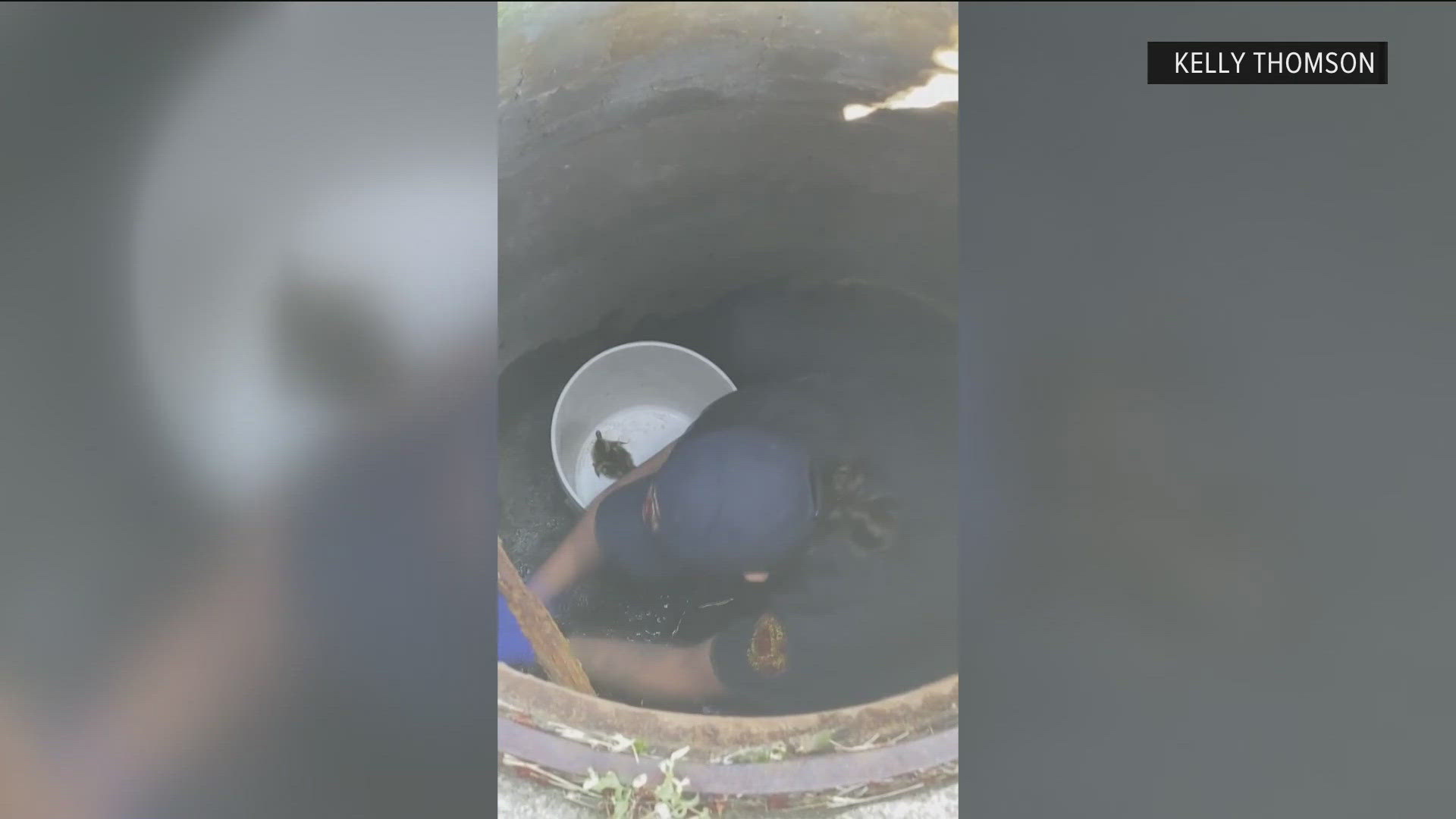 There has been a rash of baby ducks falling into sewers lately. Fortunately, on more than one occasion, first responders have been able to save the day.