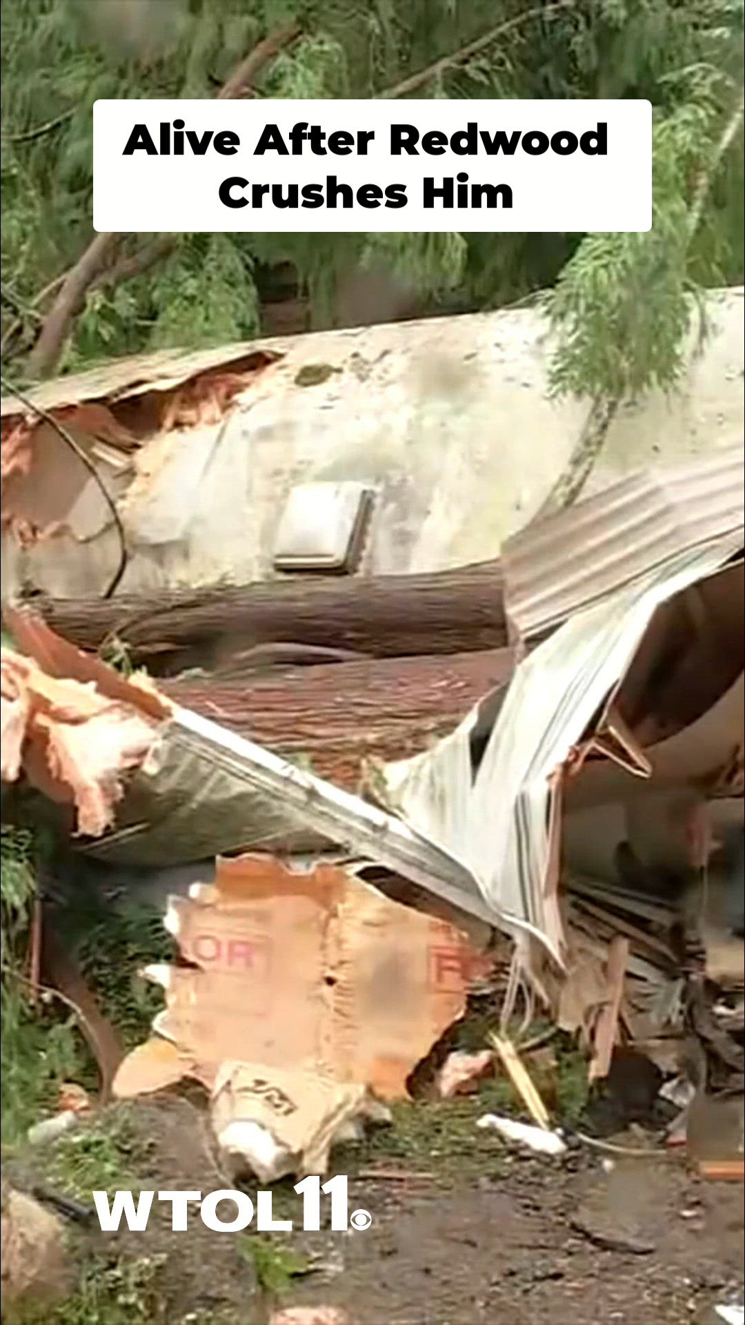 Man survives after massive redwood tree pins him in bed during wind ...