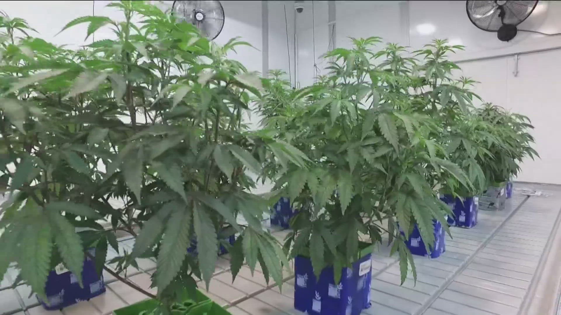 While some areas have ruled whether or not to allow recreational dispensaries, others remain undecided. WTOL 11 spoke with some residents for insight on the topic.