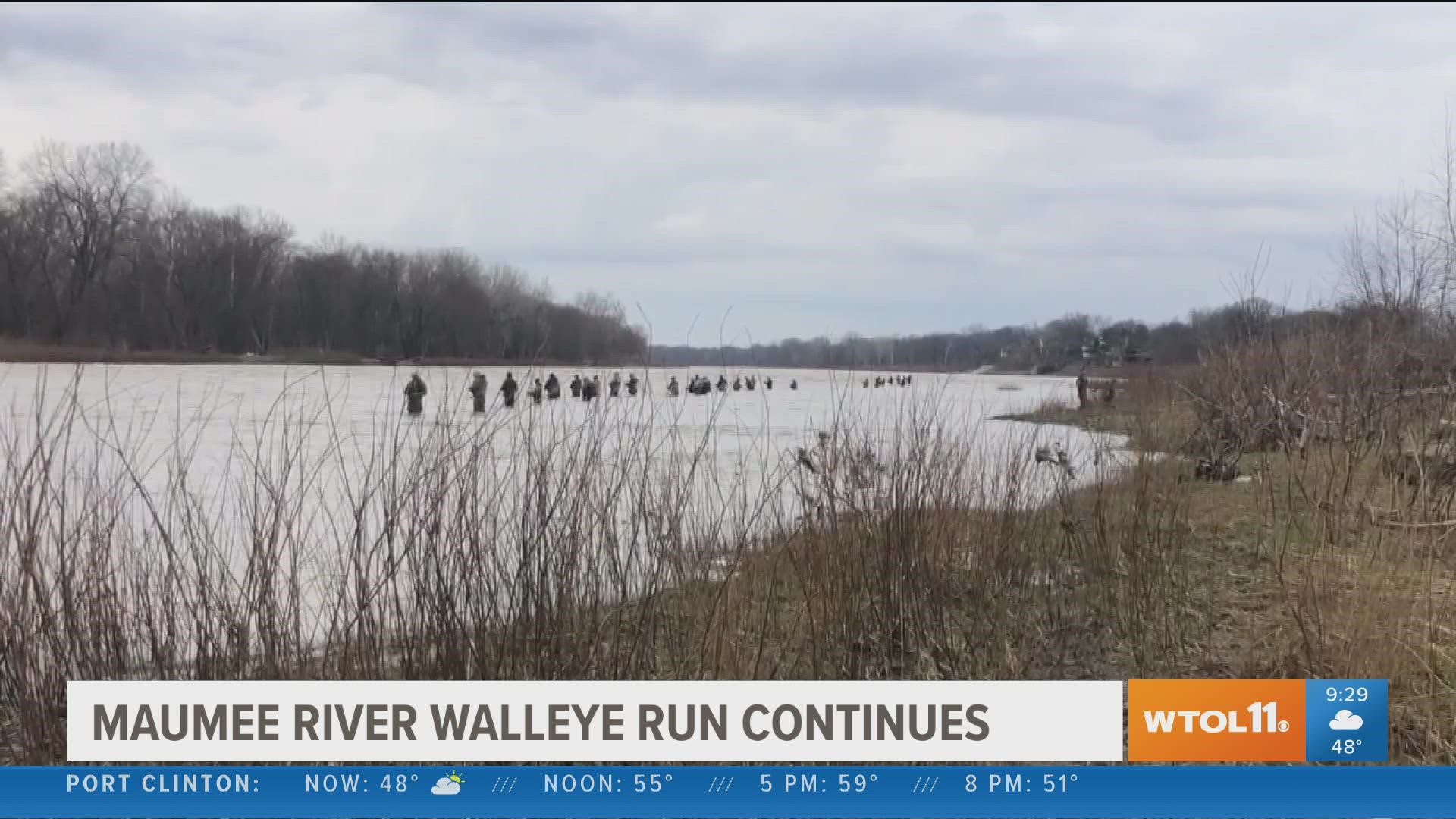 What's the big deal about the Walleye Run? We talk with some fishermen and a Metroparks leader about what makes the this migration of fish so great!