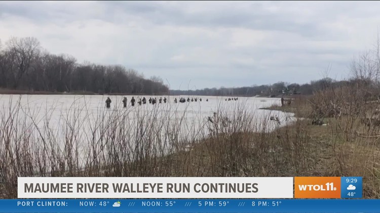 The Walleye Run's importance for northwest Ohio