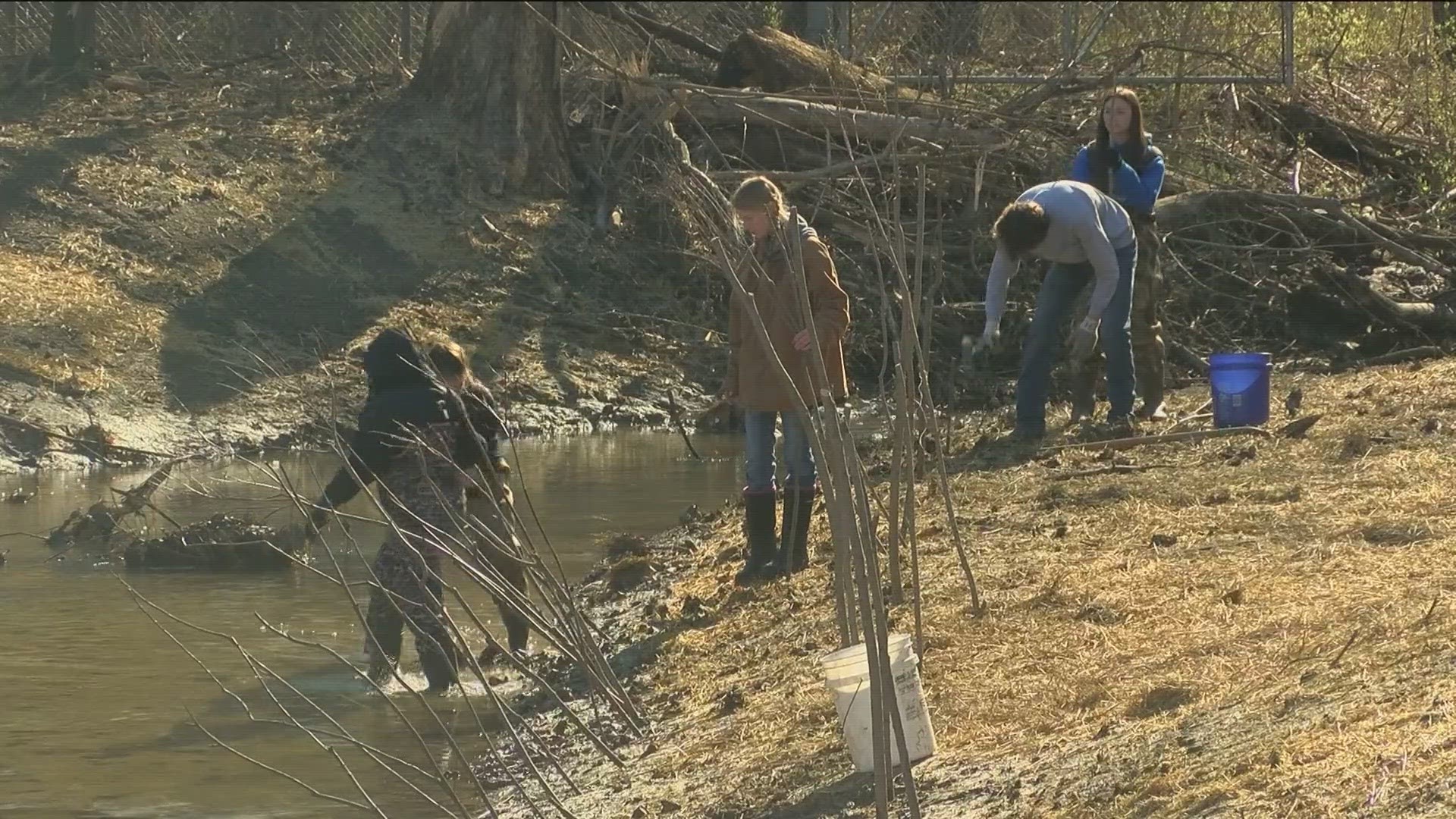 Students from Toledo Technology Academy of Engineering and the Natural Science Center planted willow trees along the river bank in efforts to restore the habitat.