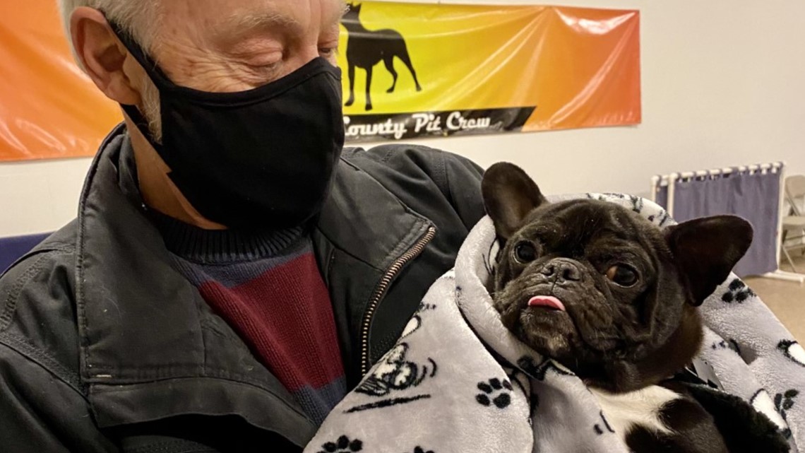 Particular wants French Bulldog searching for ceaselessly dwelling in Toledo