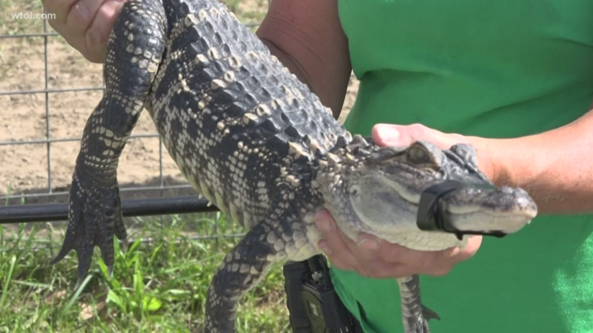 One alligator caused quite some disarray after showing up at a Bedford Schools' pond and refusing to leave.