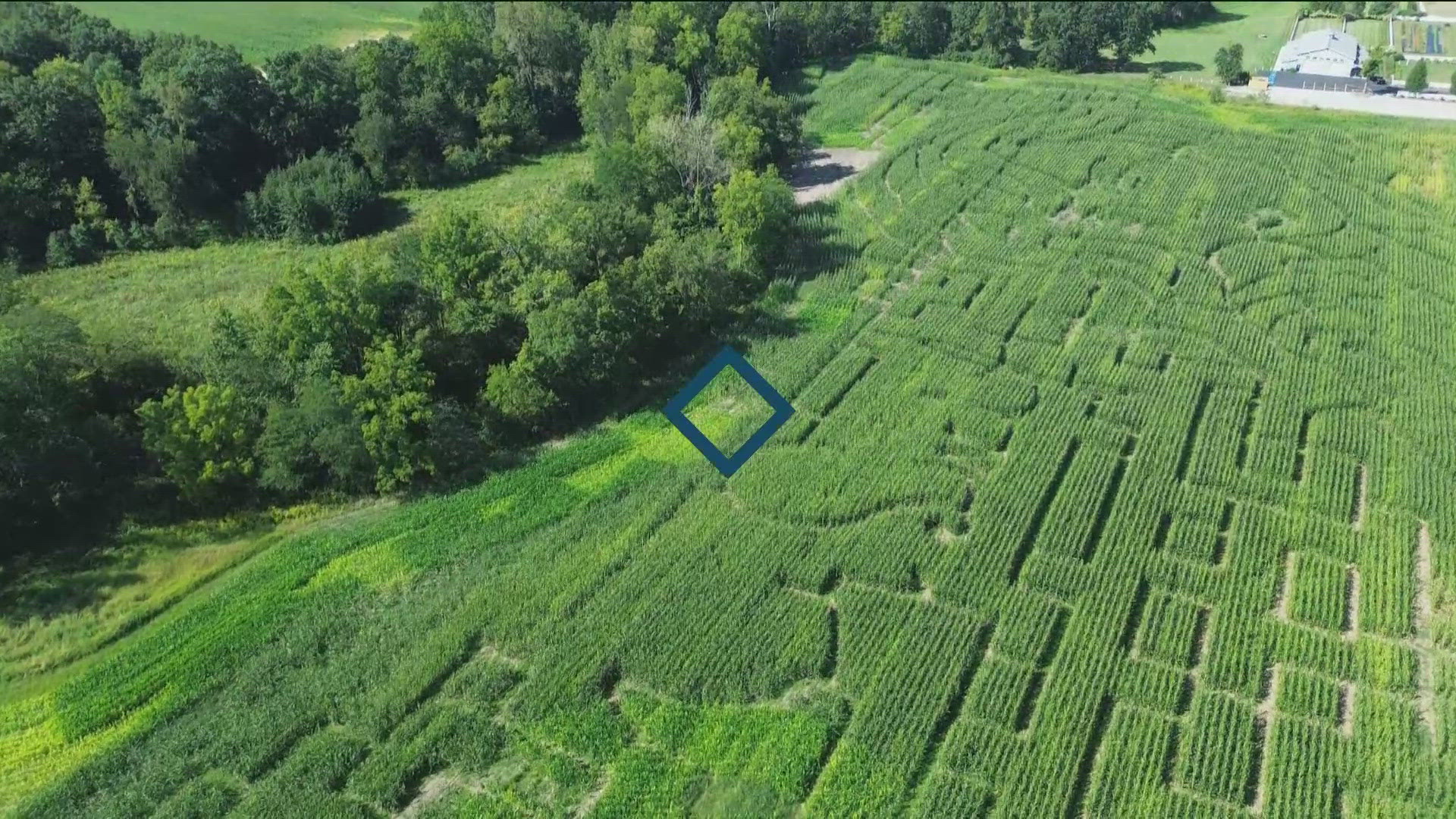 Wheeler Farms in Whitehouse is known for its incredible corn mazes. This year's design is a larger-than-life tribute to Taylor Swift and a must-see for Swifties.