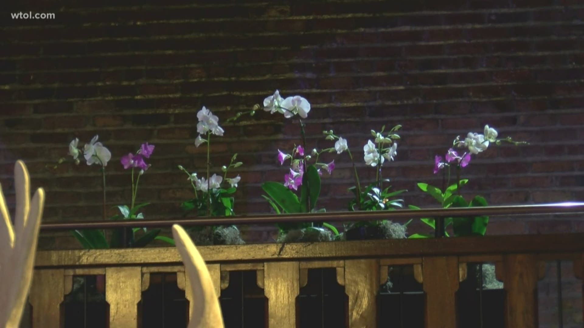 Spring may seem like far away, but you can still enjoy some beautiful flowers at the Toledo Zoo Orchid Show!