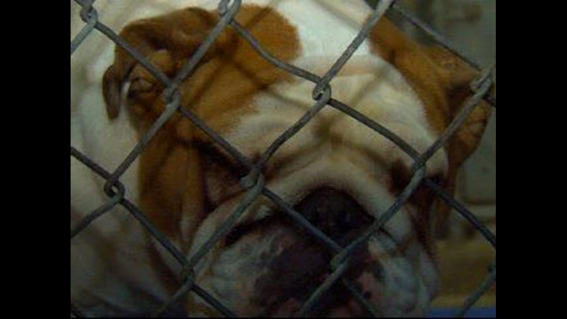 Nine dogs seized during dog fighting bust; 2 dead