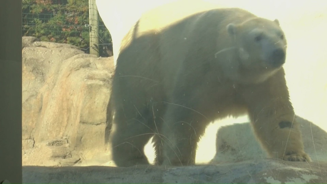 Love is in the air (and water) as Nuka the polar bear returns to Toledo Zoo