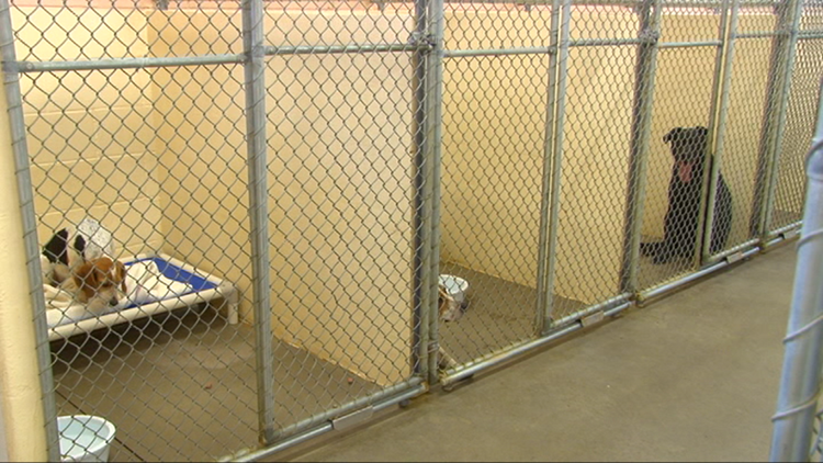 Wood County Dog Shelter closed to the public until Dec. 14 | wtol.com