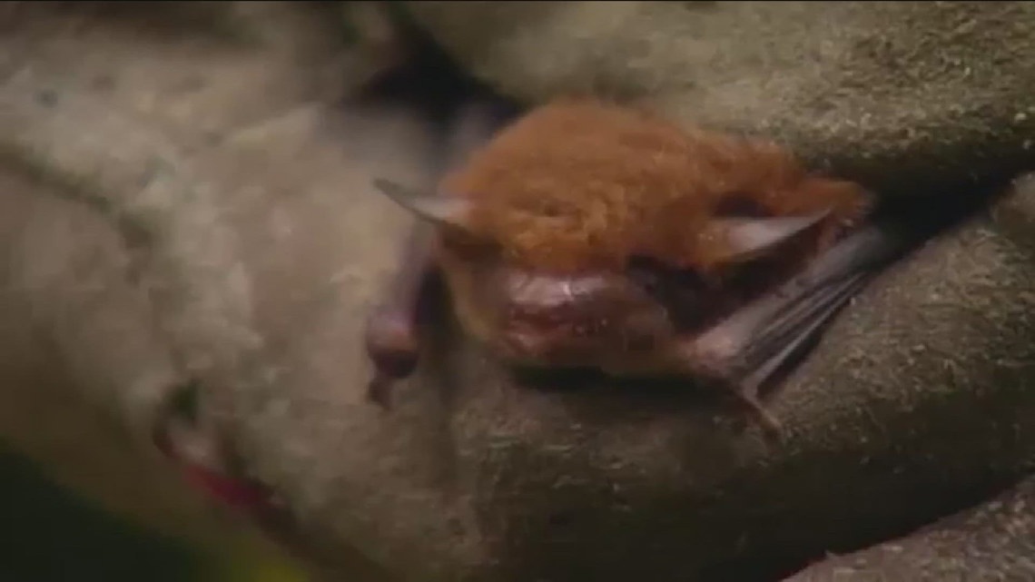 Most bats do not carry rabies, says Nature's Nursery, and stresses their ecological importance