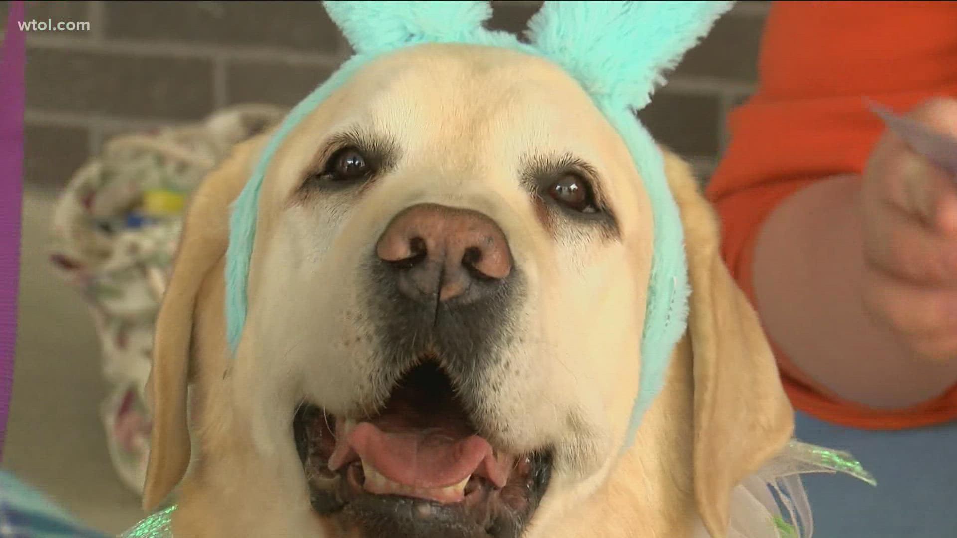 14 dogs are enrolled in the PAWS Team program, which is part of the BGSU Wellness Connection. Students, faculty and staff will get to spend time with the dogs.