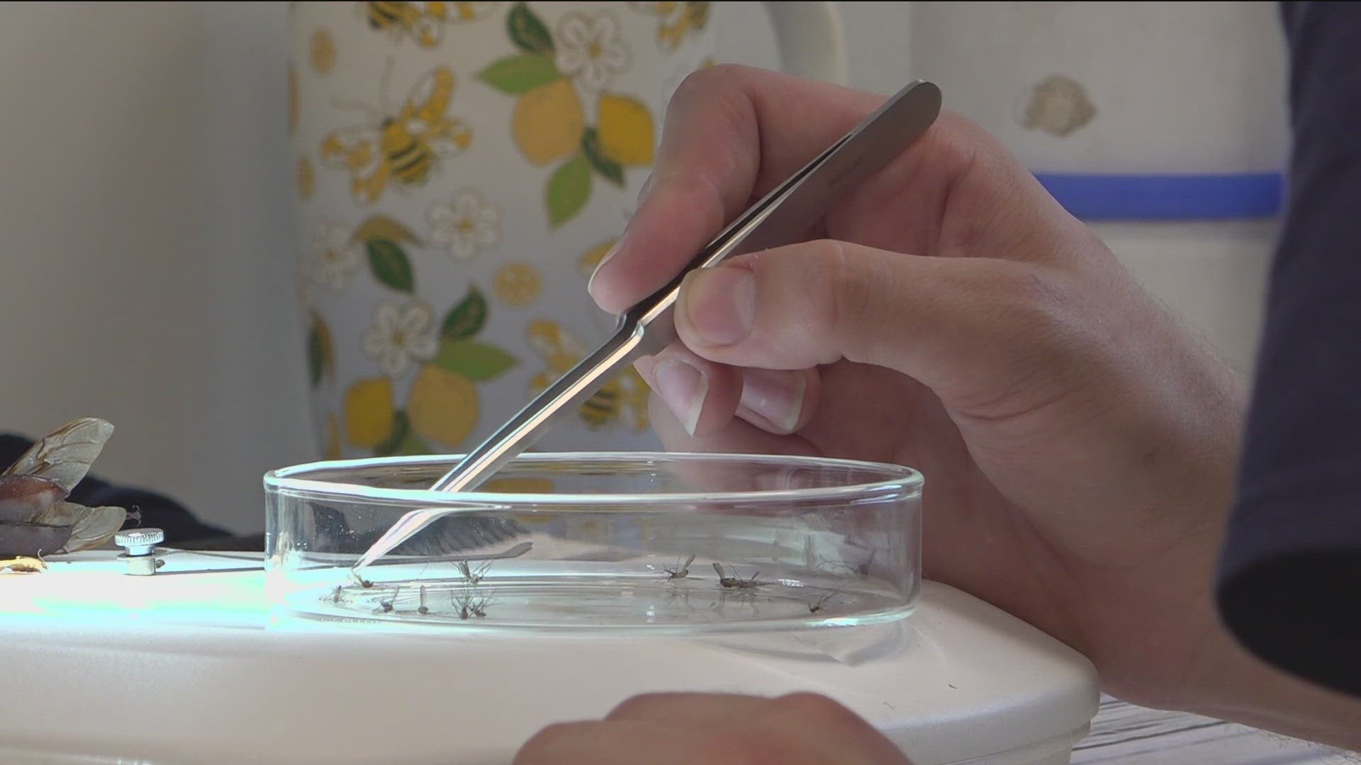 Should you be concerned about West Nile virus and Lyme disease this summer? Here's what the experts have to say.