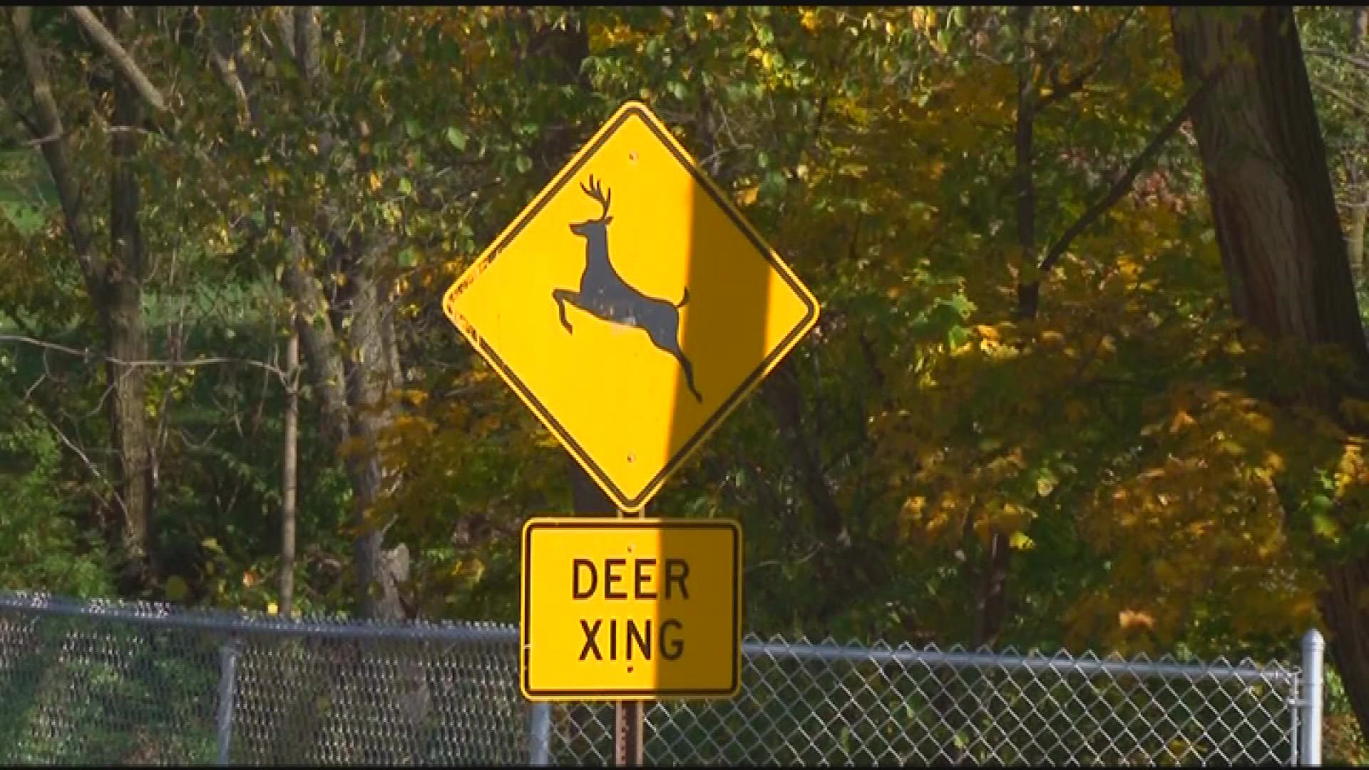 Madelyne Watkins tells us more than 11,000 deer-related crashes have happened on Ohio roadways so far this year.