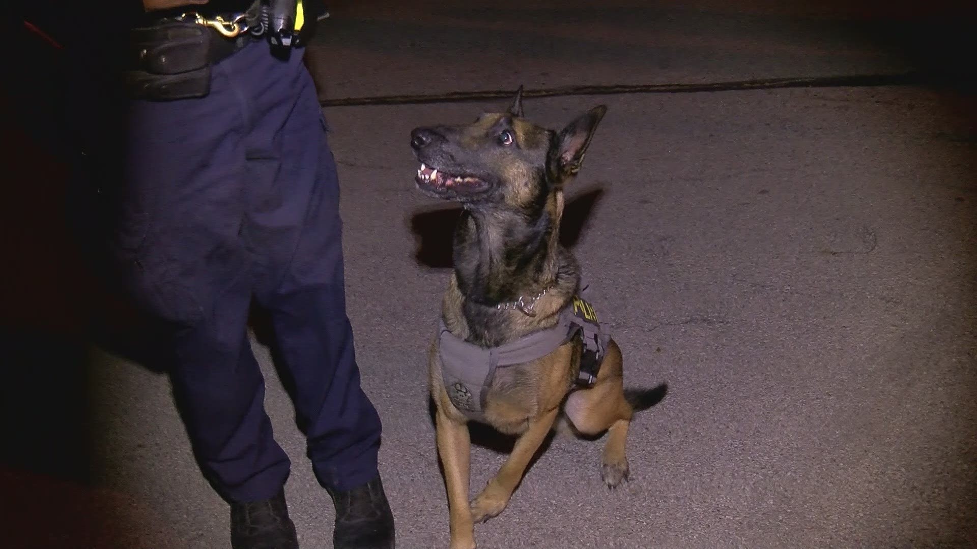 Mako has spent more than half his life as an officer of the law. The Belgian Malinois has been with the Toledo Police Department for a year.