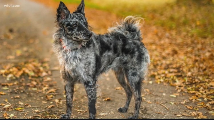 The two newest dog breeds are recognized by the American Kennel Club