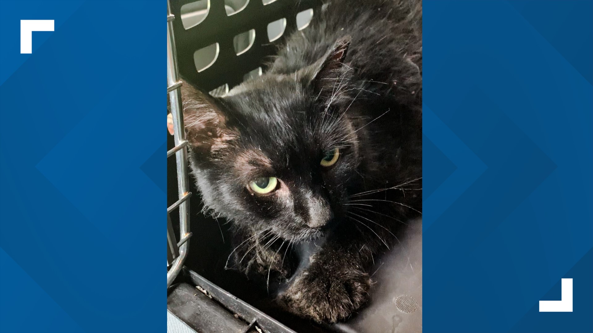 Cat rescued after spending two weeks stuck in a tree in north Toledo ...
