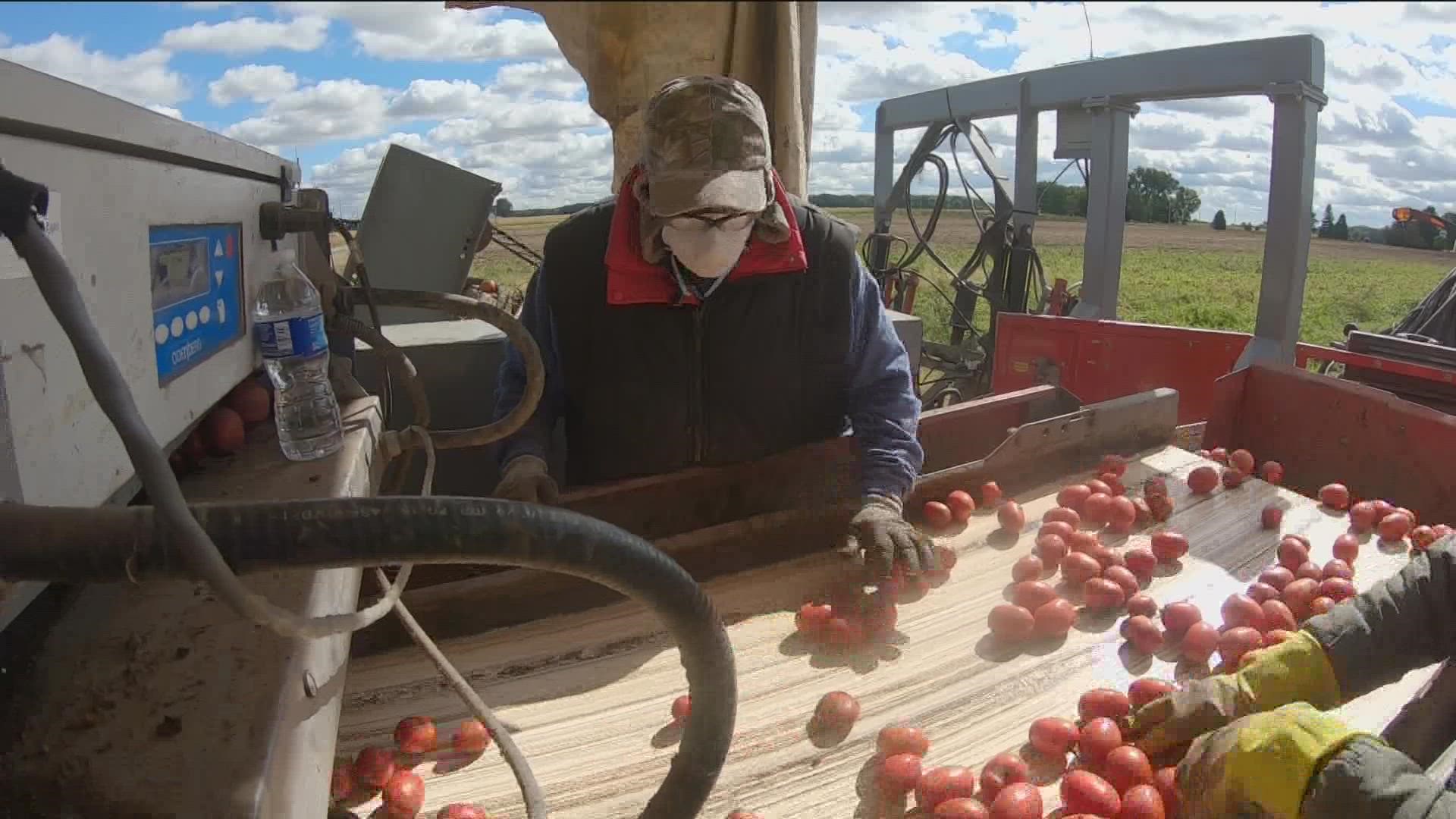 Triple H Farm usually gets about 30 tons of tomatoes per season. But this year, Owner Tommy Herr said they've had 40 tons.