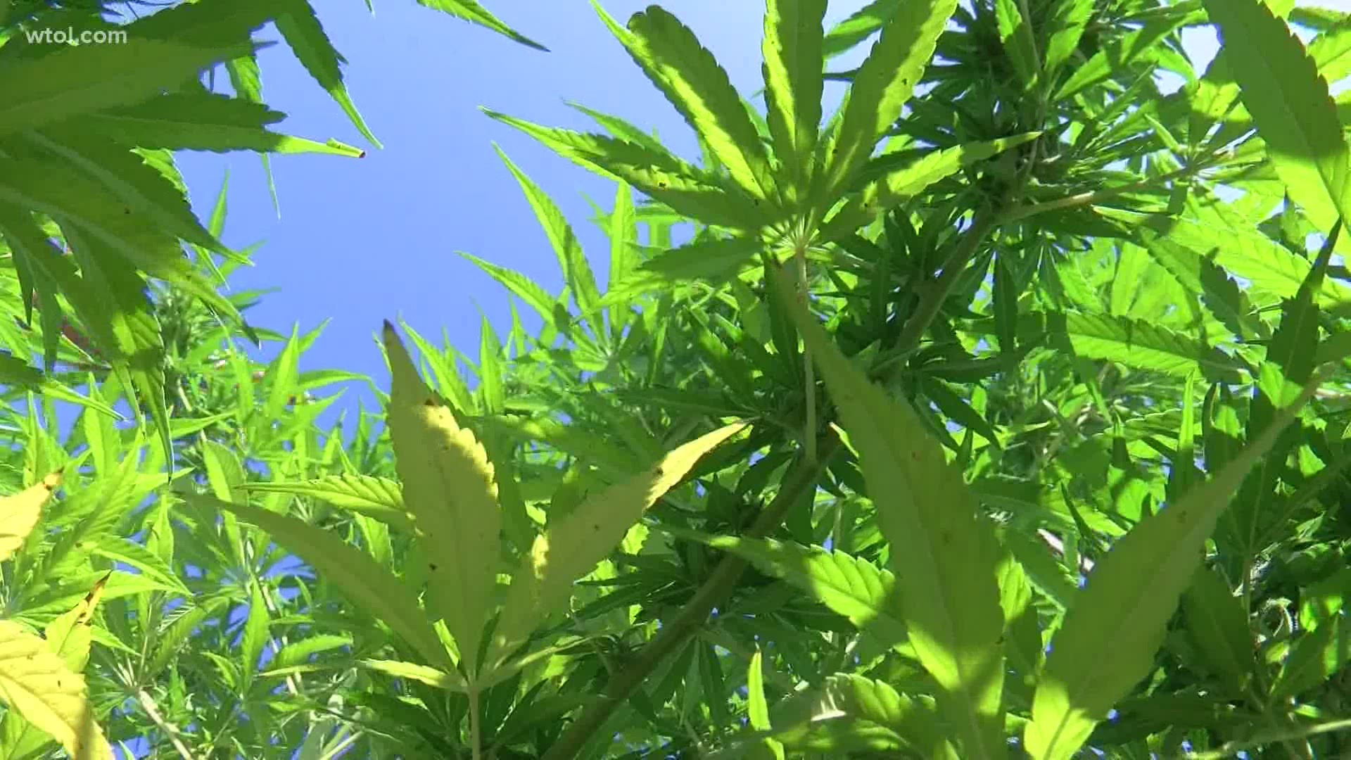 Mike Gaynier is about to harvest his first hemp crop after seeing a growth in the CBD market. He wants people to know a few things about hemp.