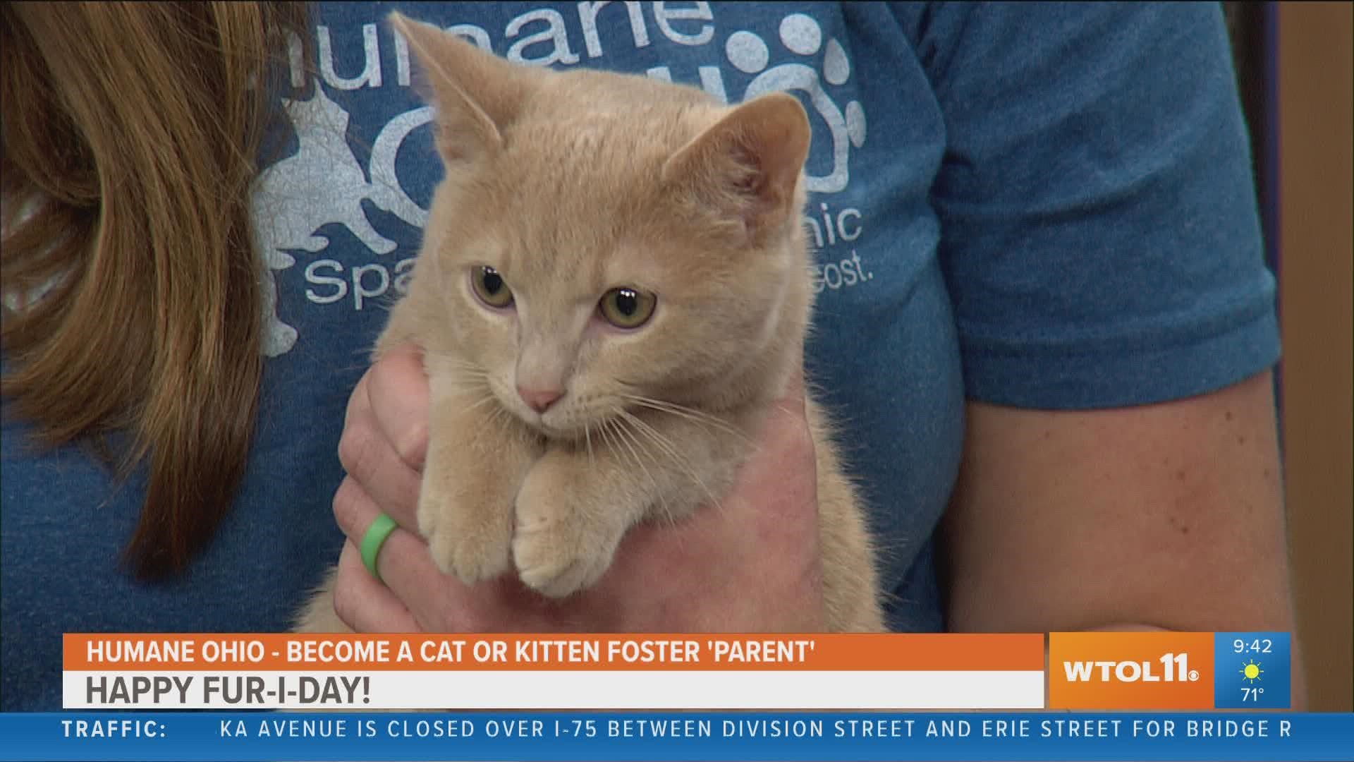 Help out pets at Humane Ohio by adopting, fostering or donating.
