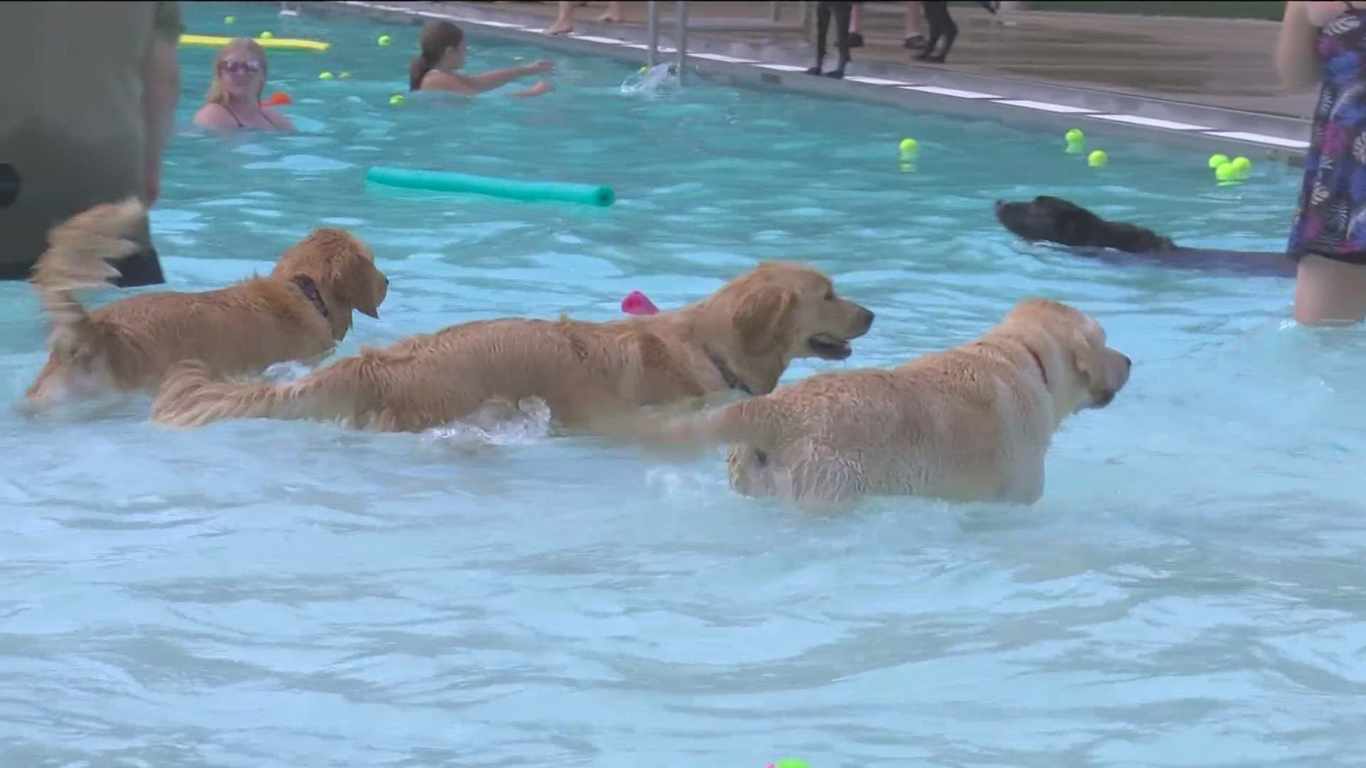 The 12th annual Jack's Pooch Plunge event was held at Plummer Pool in Sylvania.