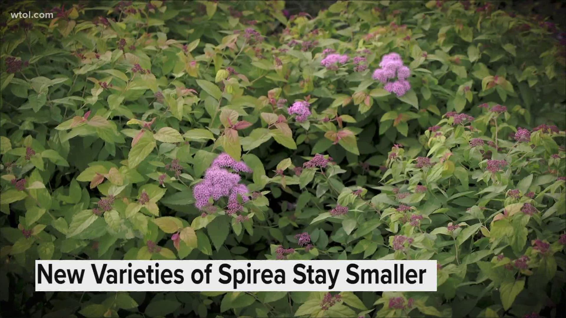 Jenny Amstutz with Nature's Corner goes over the best tips to add Spirea to your outdoor garden.