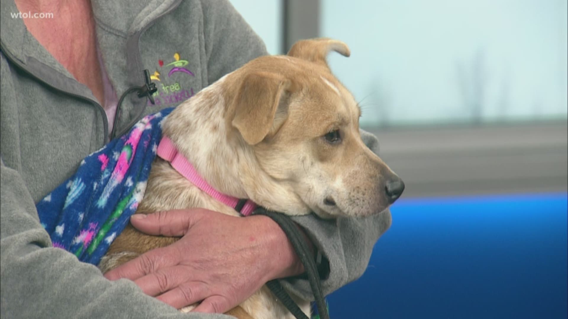 Meet Princess, an sweet, cuddly girl who lives up to her name! Adopt her at Toledo Area Humane Society!