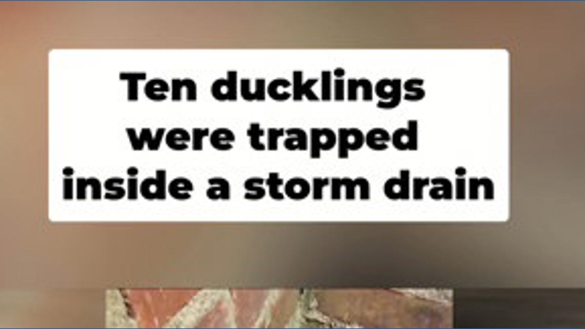 Mother duck reunited with 10 ducklings after storm drain rescue | wtol.com