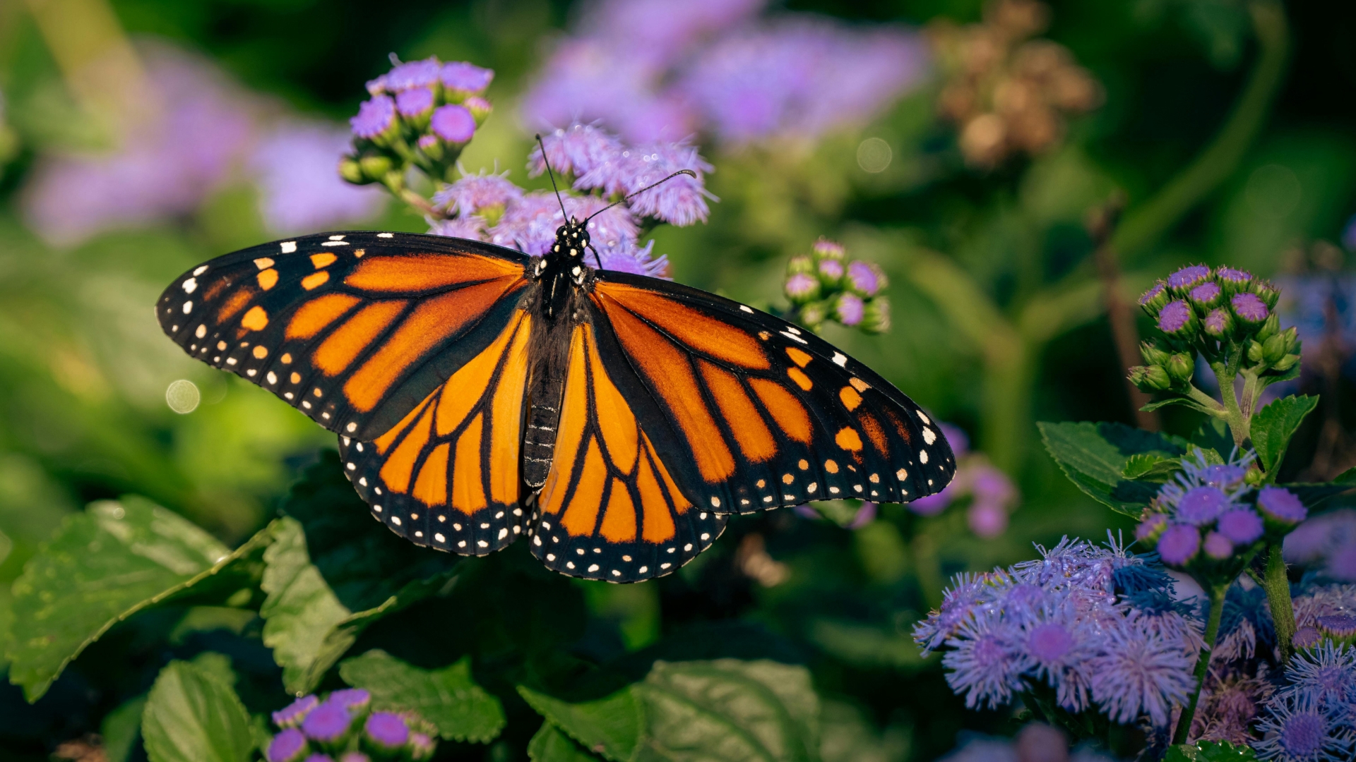 Monarch 'super generation' migration peaks in Ohio as butterflies journey to Mexico