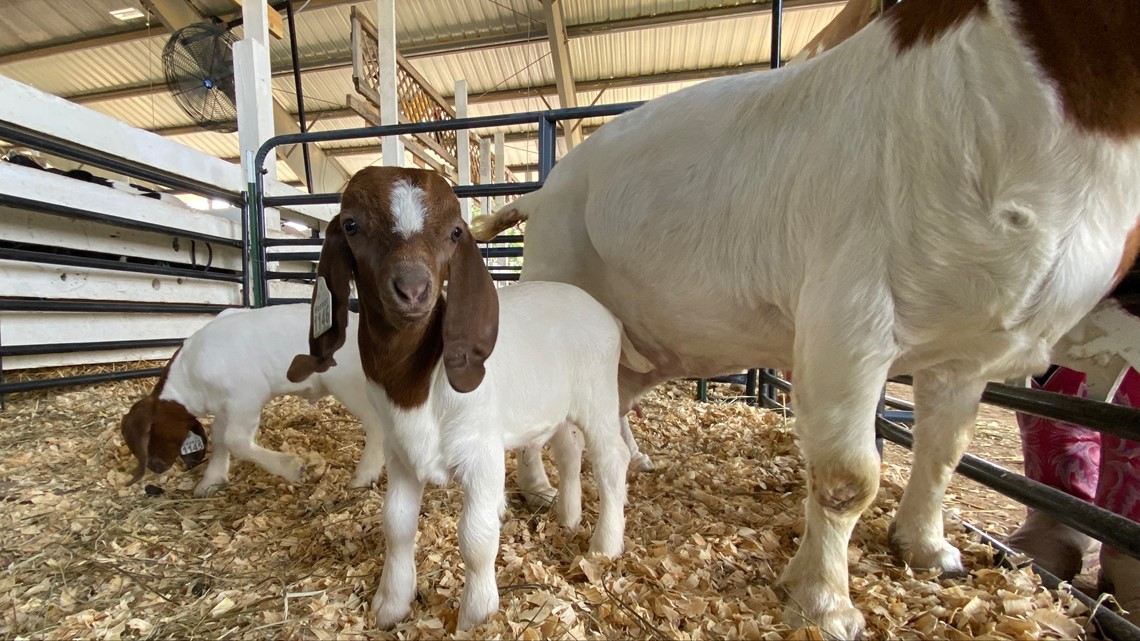 2022 Seneca County Fair in Tiffin starts Monday