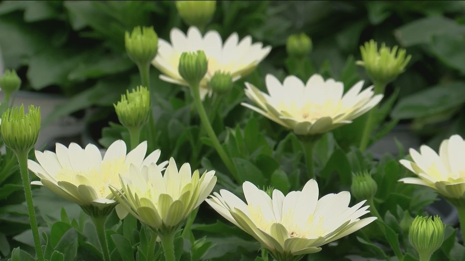 Teresa Hoen of Hoen's Garden Center & Landscaping has a warning for gardeners.