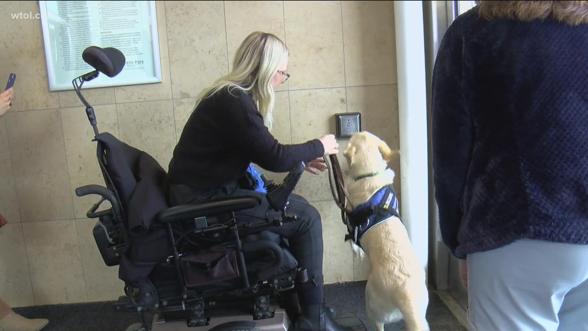WTOL 11 tagged along for a service dog training session to get a closer look at The Ability Center's process of readying a service dog for a future partner's needs.