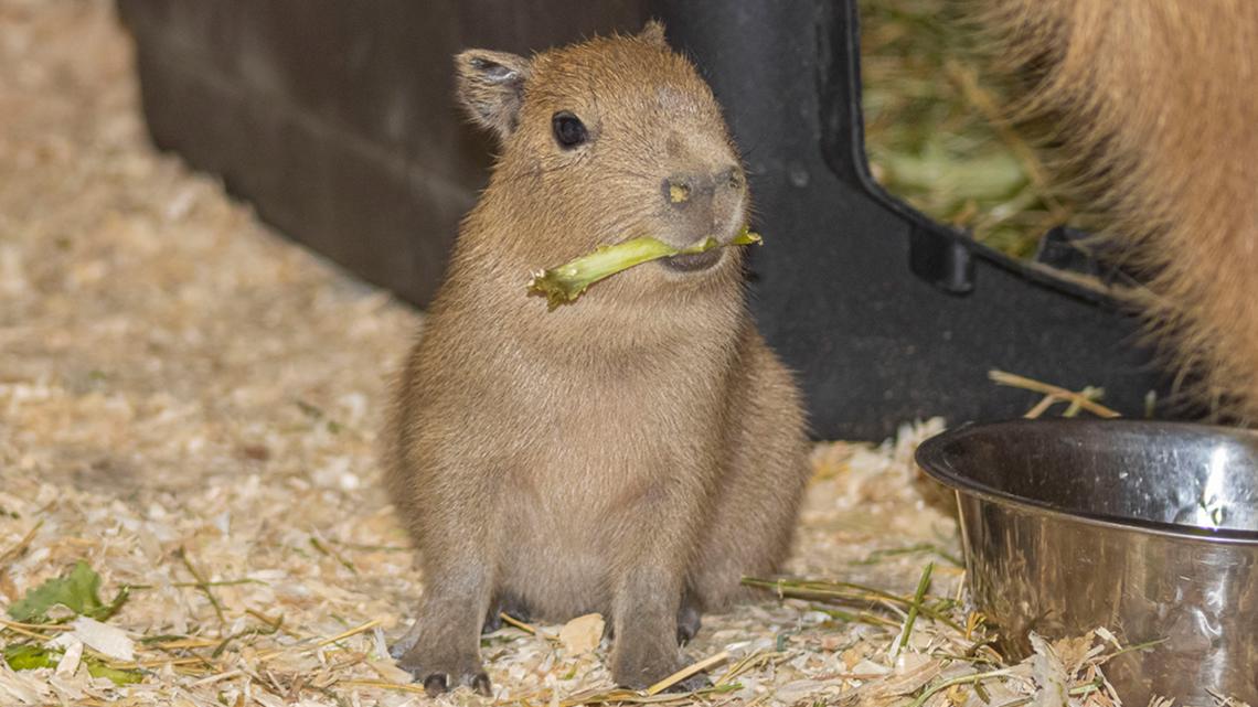 2 capybara pups born in Port Clinton wildlife park