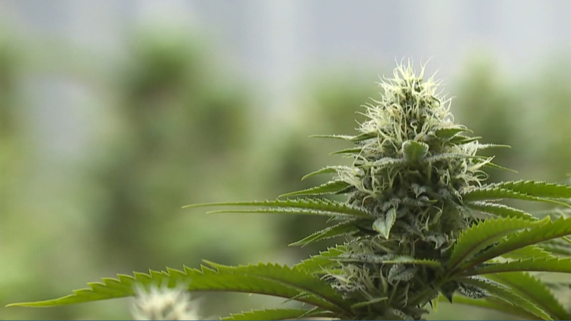 'I'm excited to face a new challenge': Dispensary owner preparing for marijuana policy shifts in Michigan, Ohio