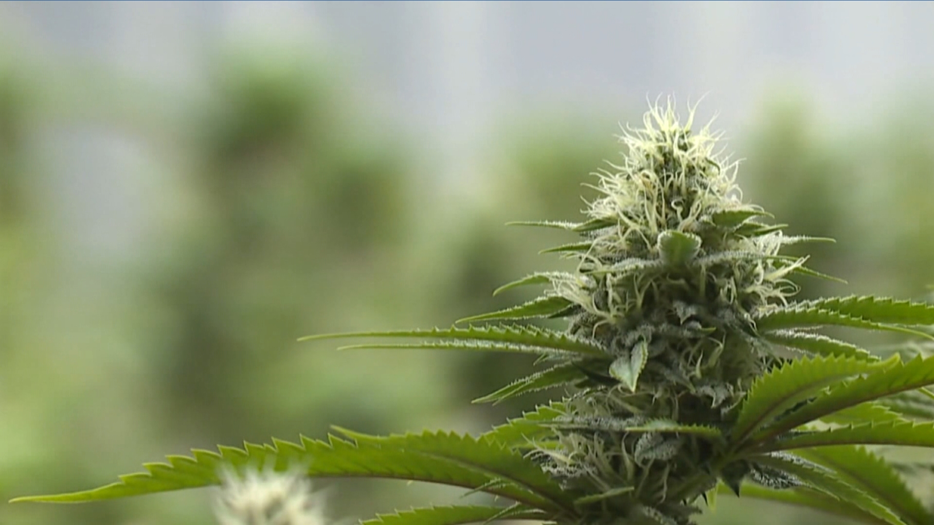 wtol.com - Steve Iwanek - I'm excited to face a new challenge': Dispensary owner preparing for marijuana policy shifts in Michigan, Ohio