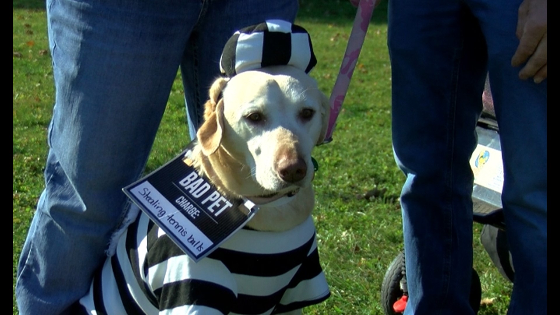 Toledo pet costume contest benefits humane society