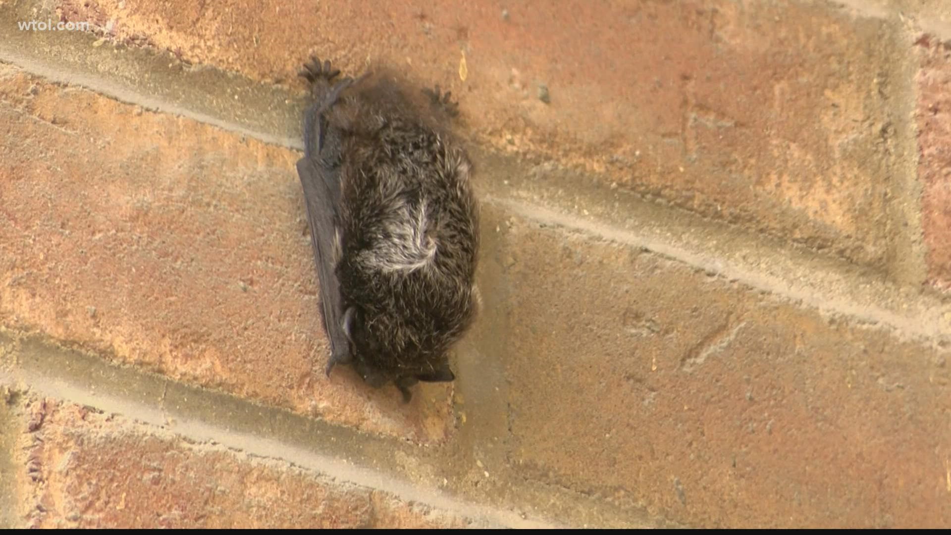 Nature's Nursery rescued a confused bat Friday from outside WTOL 11 Studios.