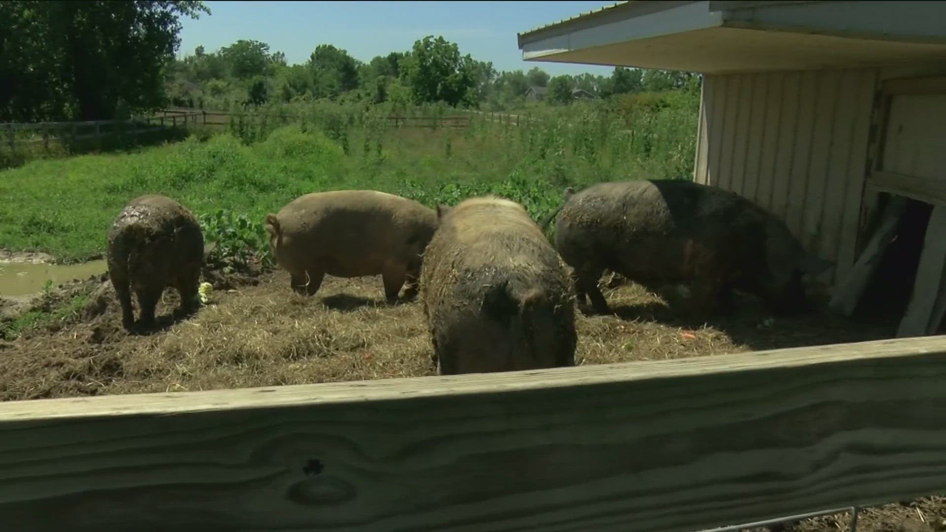 Staff at Ahimsa Safe Haven, a nonprofit in Onsted, says the animal rescue's resources have been strained.