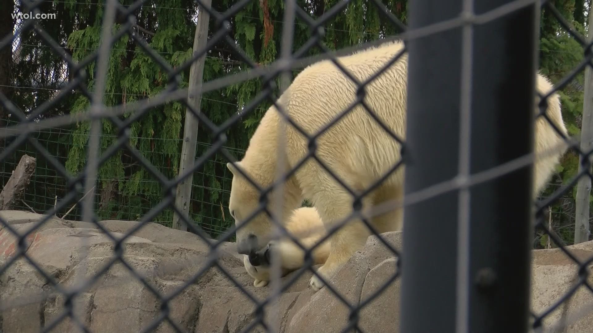The two-year-old is expected to be joining a female polar bear at the Henry Vilas Zoo in Madison, Wisconsin.