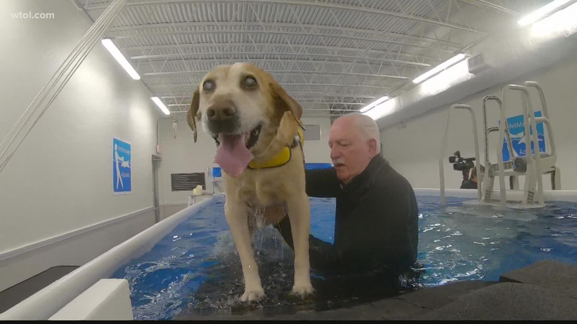 Deuce, a blind 11-year-old labrador, is a regular at Pet Massage Aquatics. The facility allows pets and people to come and experience therapeutic aquatic massage.