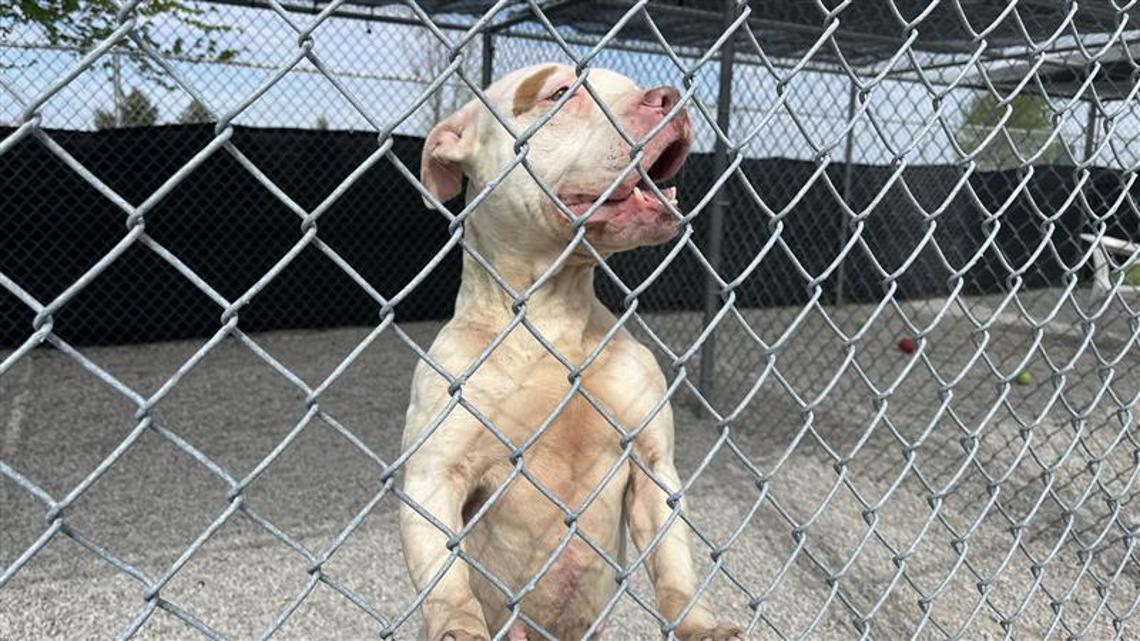 Adoption discount offered at Wood County Dog Shelter - Vimarsana News