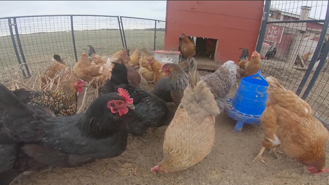 Local farmers grapple with high egg costs, avian flu impacts - Vimarsana News