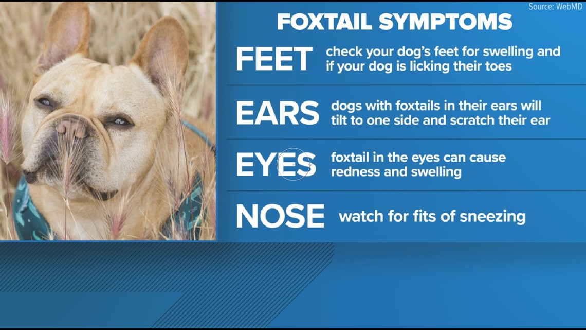 foxtails dogs